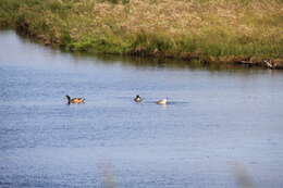 Image of Chiloe Wigeon