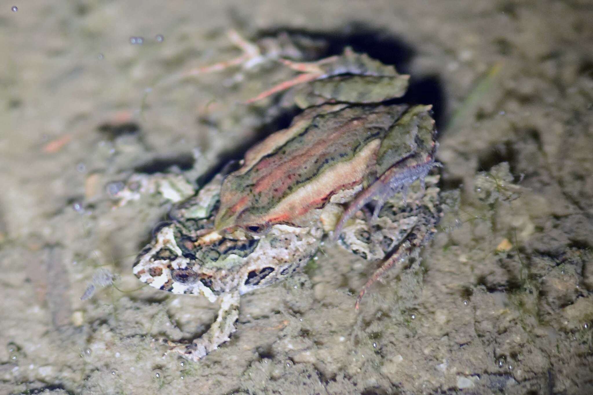 Image of Glauert's Froglet