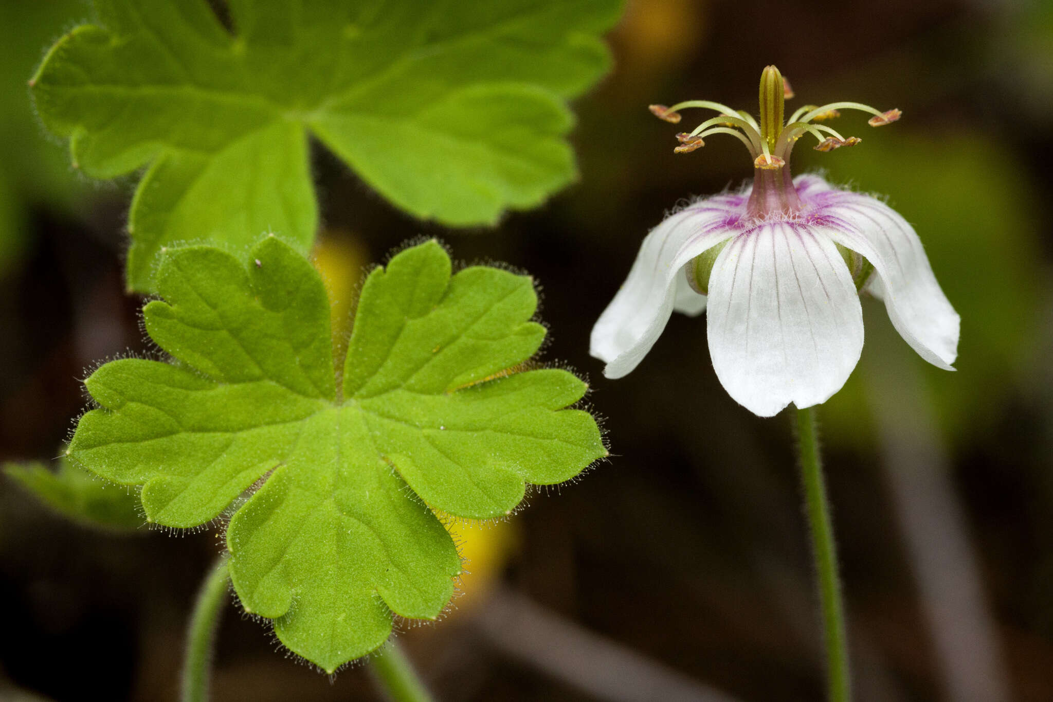 Sivun Geranium lentum Wooton & Standl. kuva