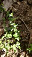 Image of American false pennyroyal