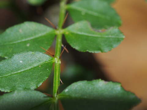 Image of Zanthoxylum schinifolium Siebold & Zucc.