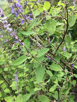 Salvia pruinosa Fernald resmi