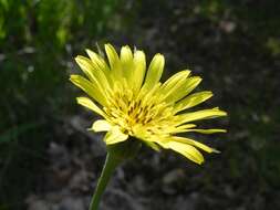 Image of Tragopogon samaritani Heldr. & Sart. ex Boiss.