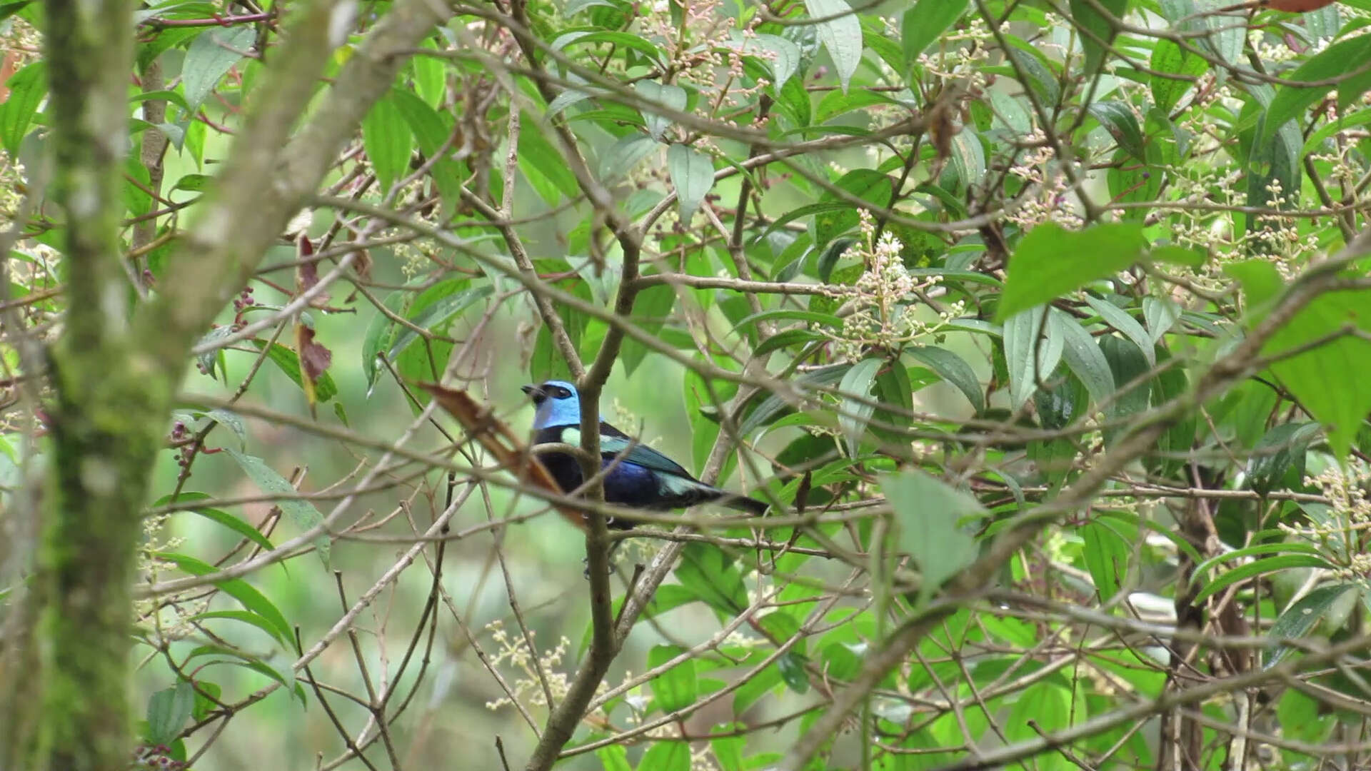 Stilpnia cyanicollis (d'Orbigny & Lafresnaye 1837) resmi