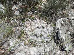 Image de Pachypodium brevicaule Baker