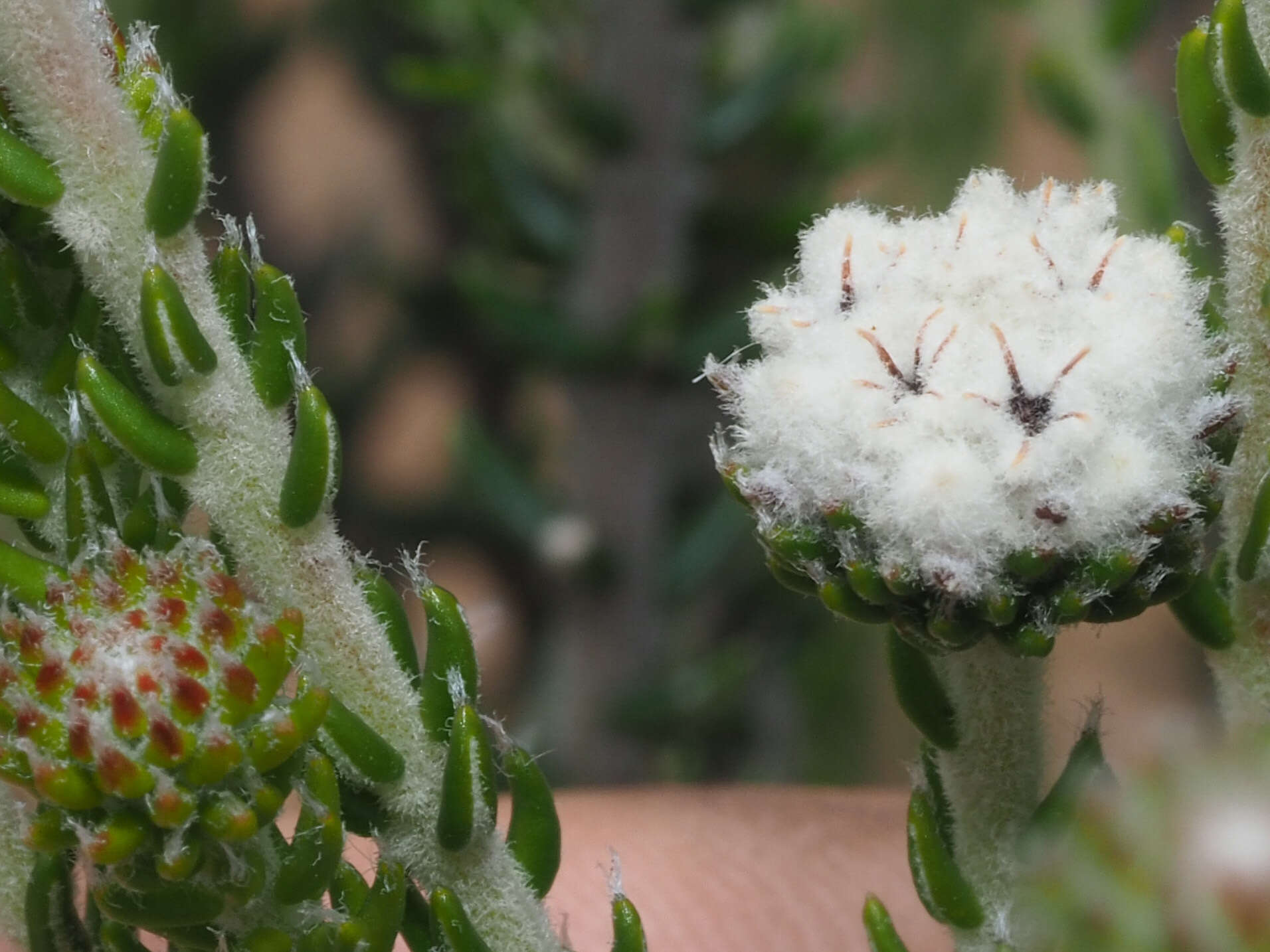 Image of Phylica stenantha Pillans