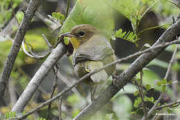 Image of Hooded Yellowthroat