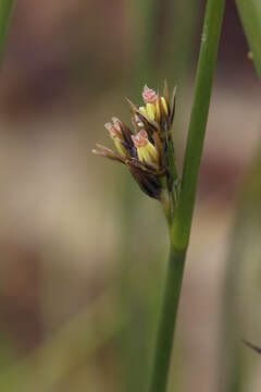 Image de Juncus haenkei E. Mey.