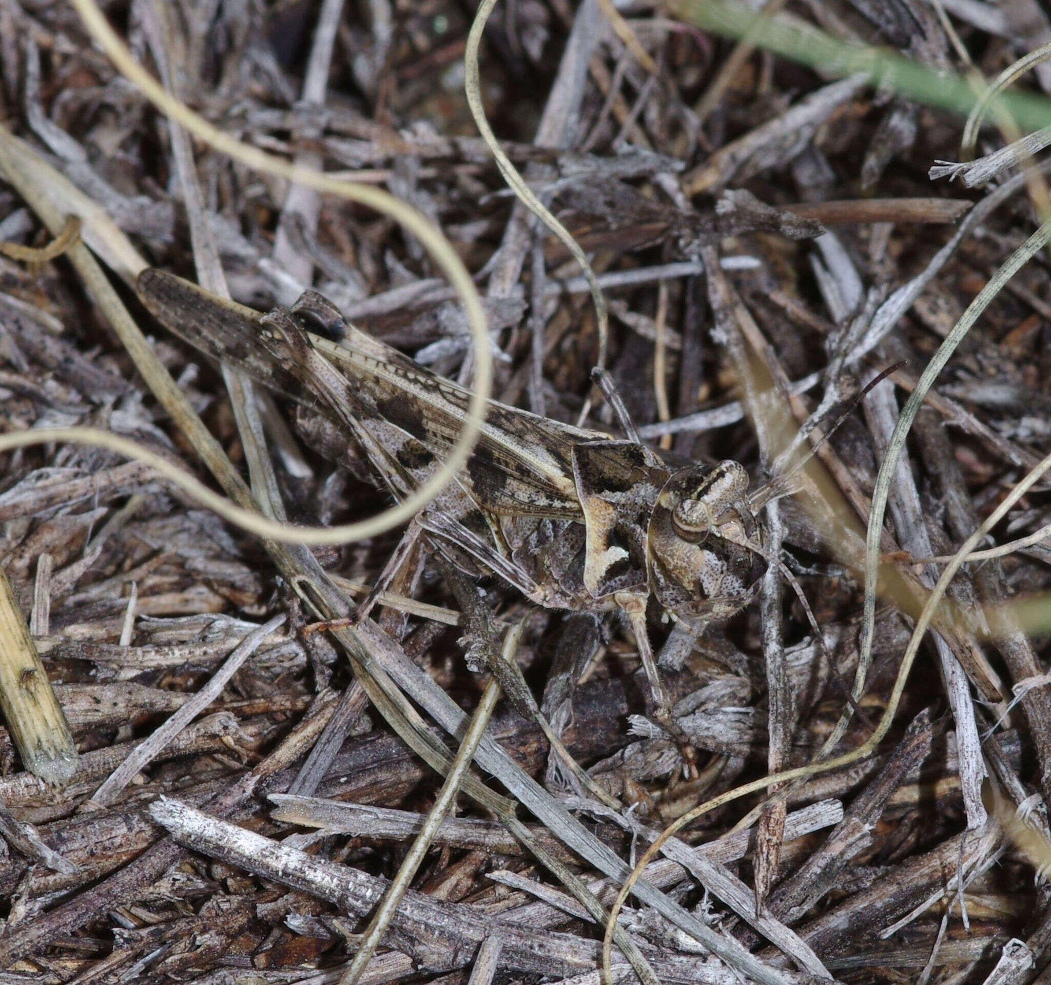 Plancia ëd Trachyrhachys aspera Scudder & S. H. 1876