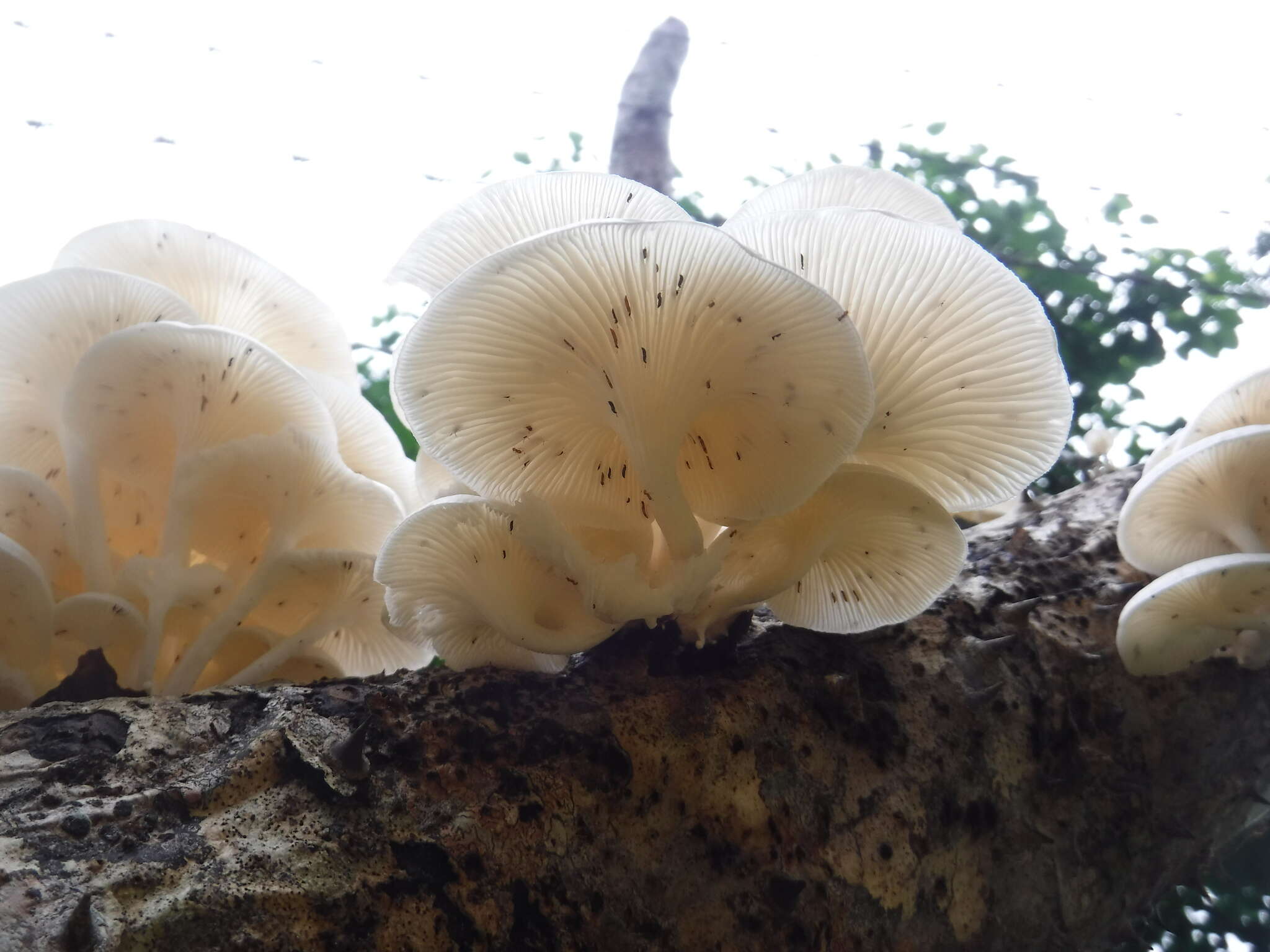 Image of Lentinus concavus (Berk.) Corner 1981