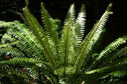 Image of Lomaria discolor (G. Forst.) Willd.