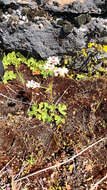 Imagem de Suksdorfia ranunculifolia (Hook.) Engl.
