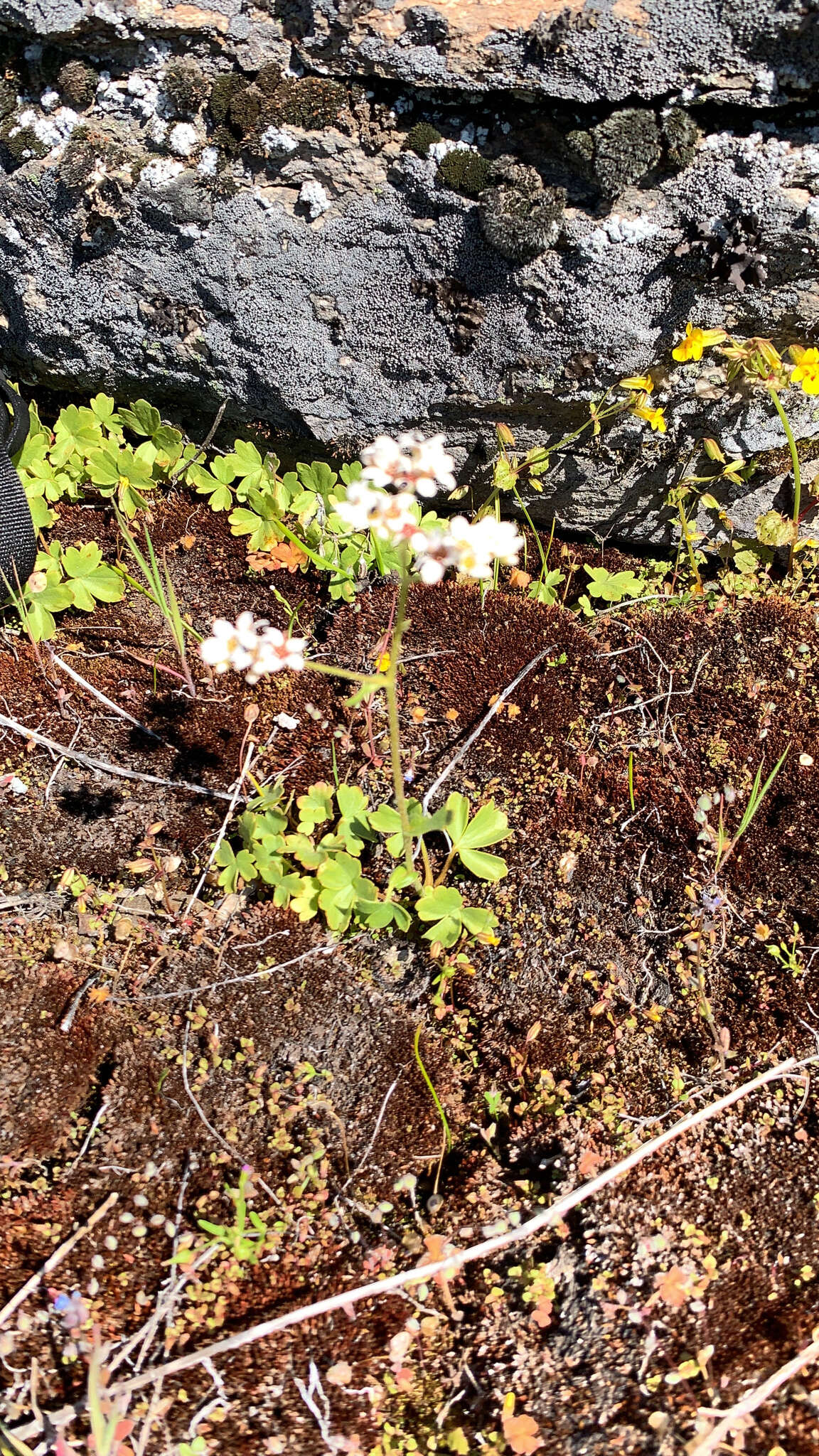 Imagem de Suksdorfia ranunculifolia (Hook.) Engl.