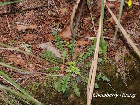 Plancia ëd Youngia japonica subsp. monticola