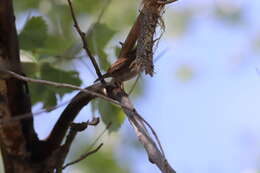 Слика од Troglodytes aedon parkmanii Audubon 1839