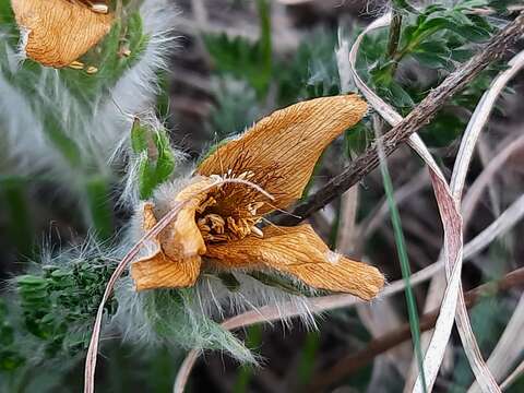 Image of Pulsatilla albana subsp. andina (Rupr.) Zämelis