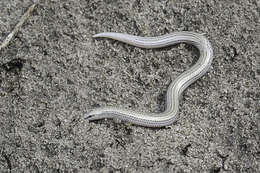 Image of Common Burrowing Skink