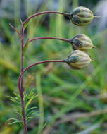 Imagem de Linum alpinum Jacq.