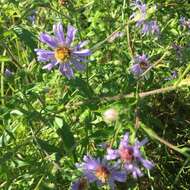 Image of purplestem aster