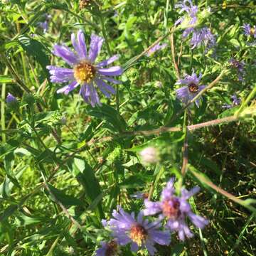 Sivun Symphyotrichum puniceum (L.) A. Löve & D. Löve kuva