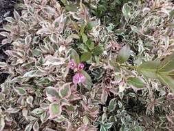 Image of Weigela Thunb.