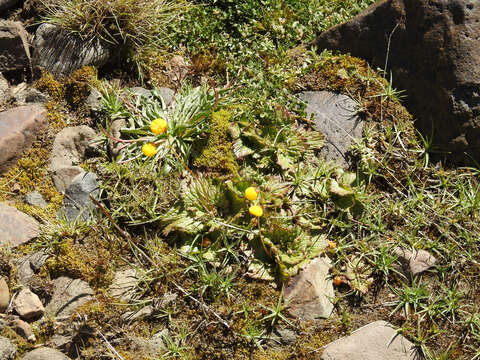 Image of Calceolaria filicaulis Clos