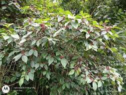 Plancia ëd Frangula capreifolia (Schlechtend.) Grubov