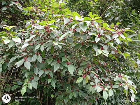 Plancia ëd Frangula capreifolia (Schlechtend.) Grubov