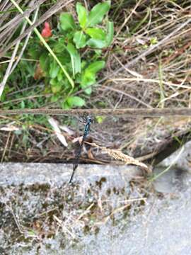 Sivun Austrolestes colensonis (White ex White & Gardiner Butler 1846) kuva