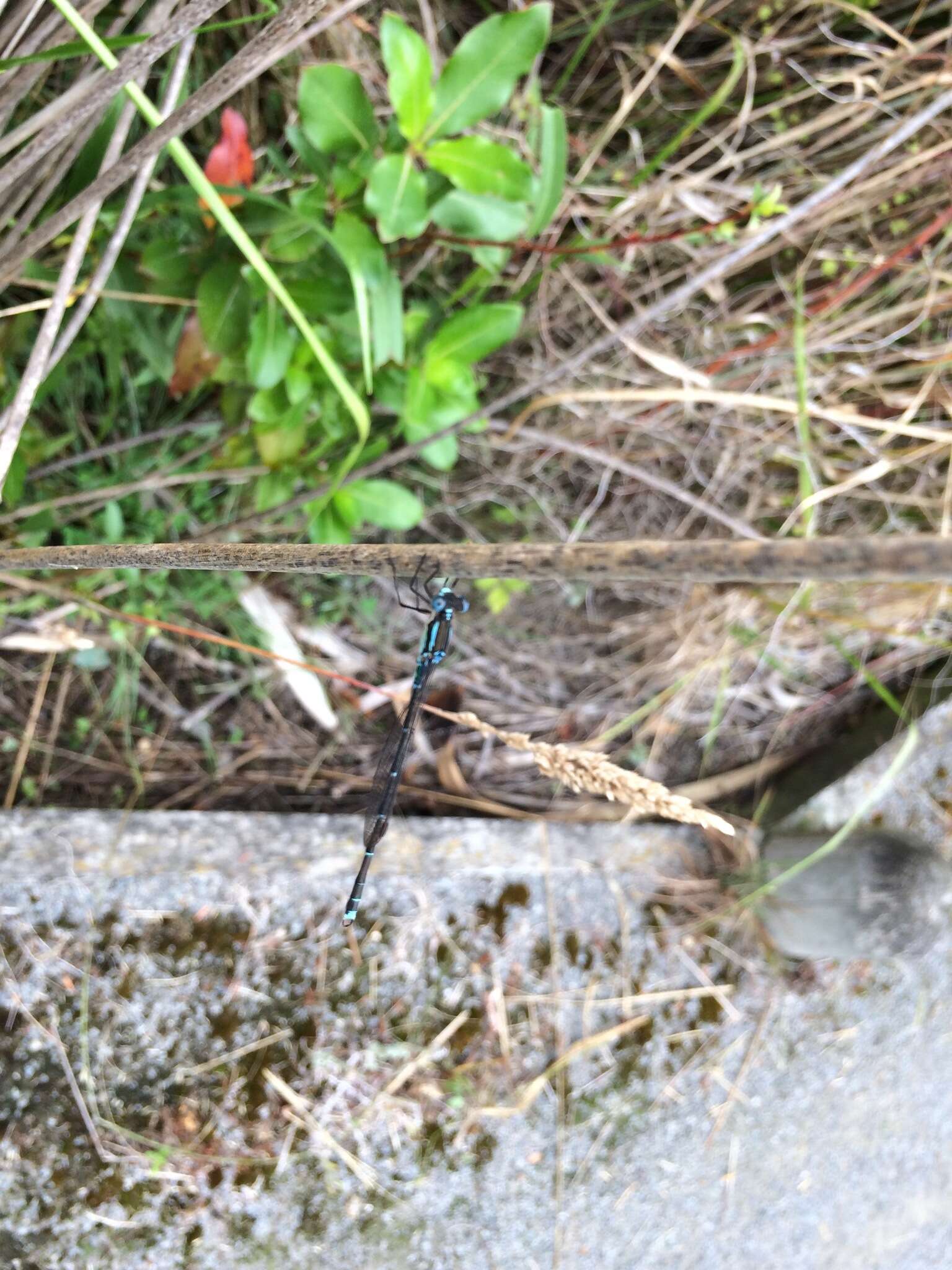 Image of Blue Damselfly