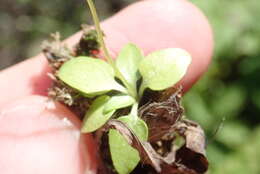 Image of Small-Flower Grass-of-Parnassus