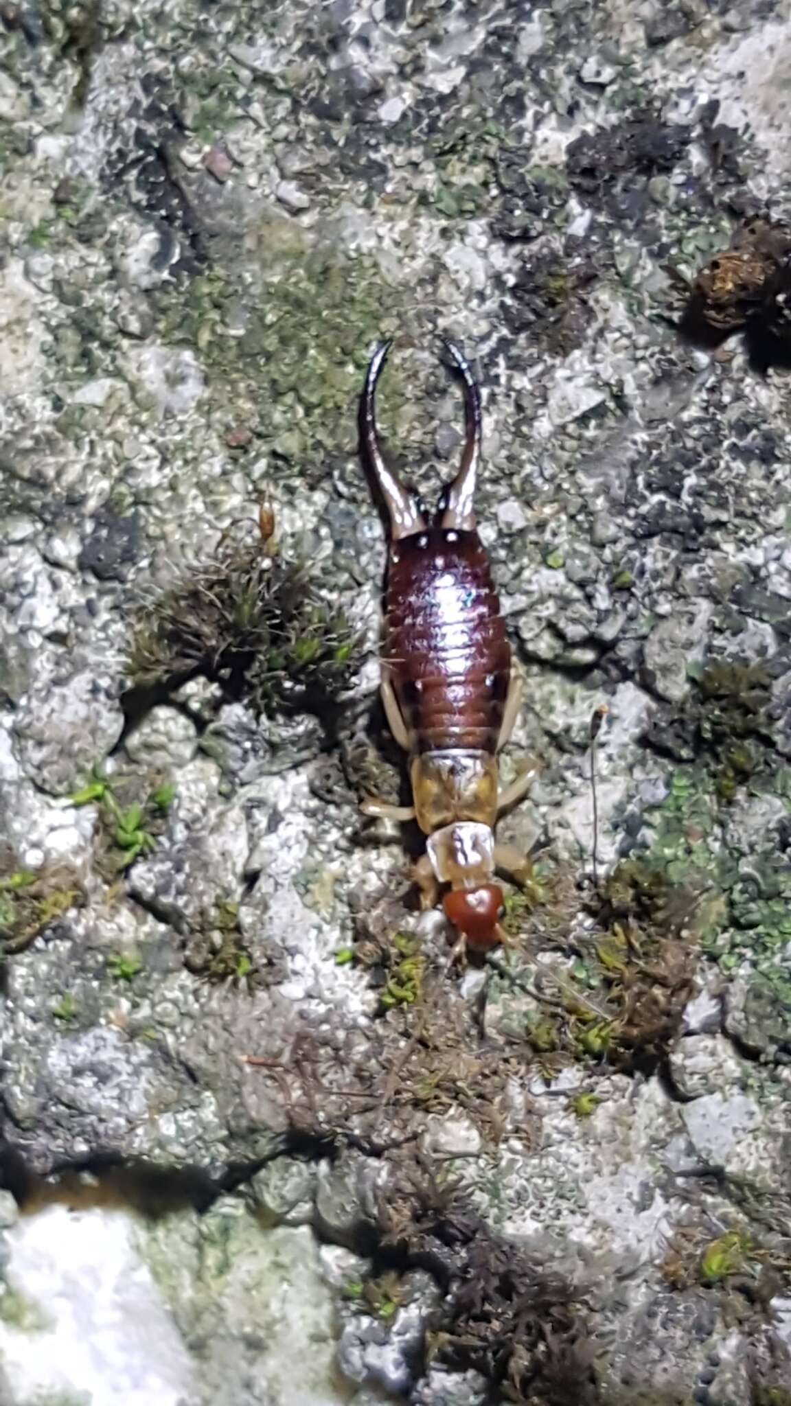 Image of Forficula decipiens Géné 1832