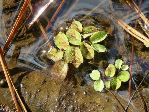 Image of water spangles