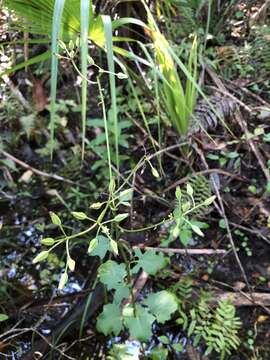 Image of variableleaf Indian plantain