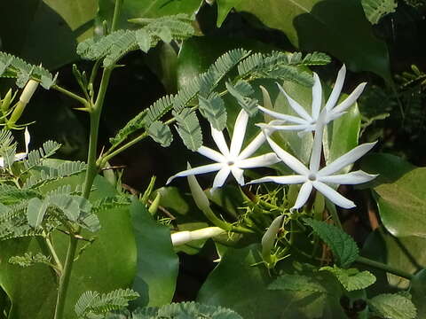 Imagem de Jasminum malabaricum Wight