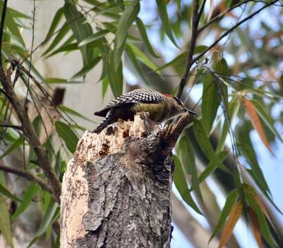 Image of West Indian Woodpecker