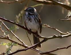 Image of Desert Song Sparrow