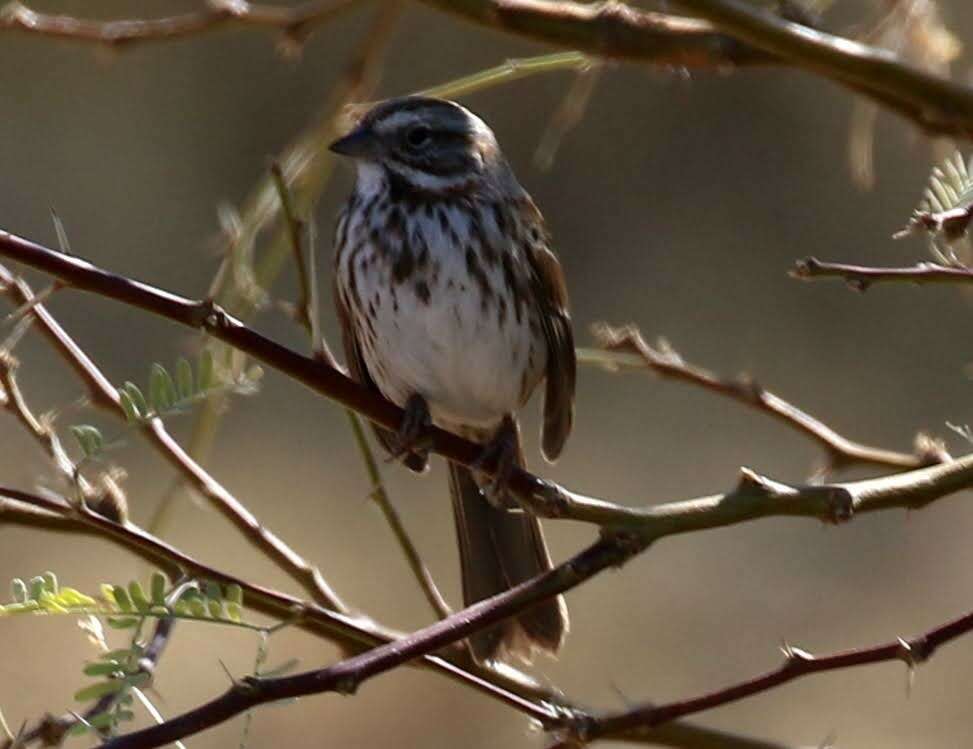 Image of Desert Song Sparrow