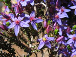 Image de Calytrix leschenaultii (Schauer) Benth.