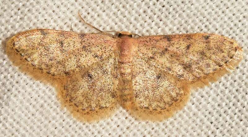 Image of Idaea urcitana Agenjo 1952