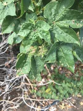 Image of upland cotton