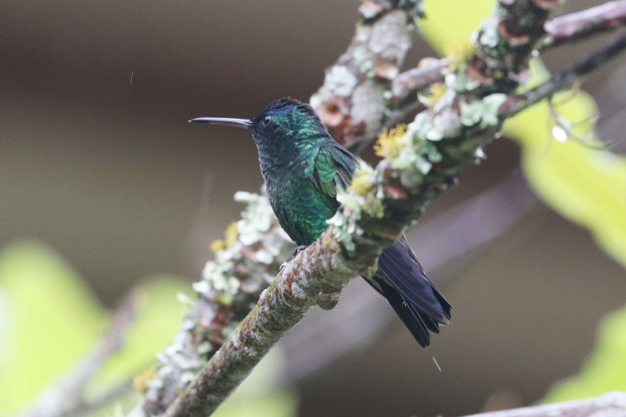 Image of Indigo-capped Hummingbird