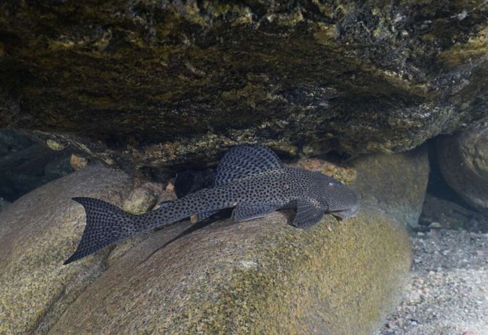 Image of Hypostomus paranensis Weyenbergh 1877