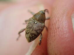 Image of Acorn weevil