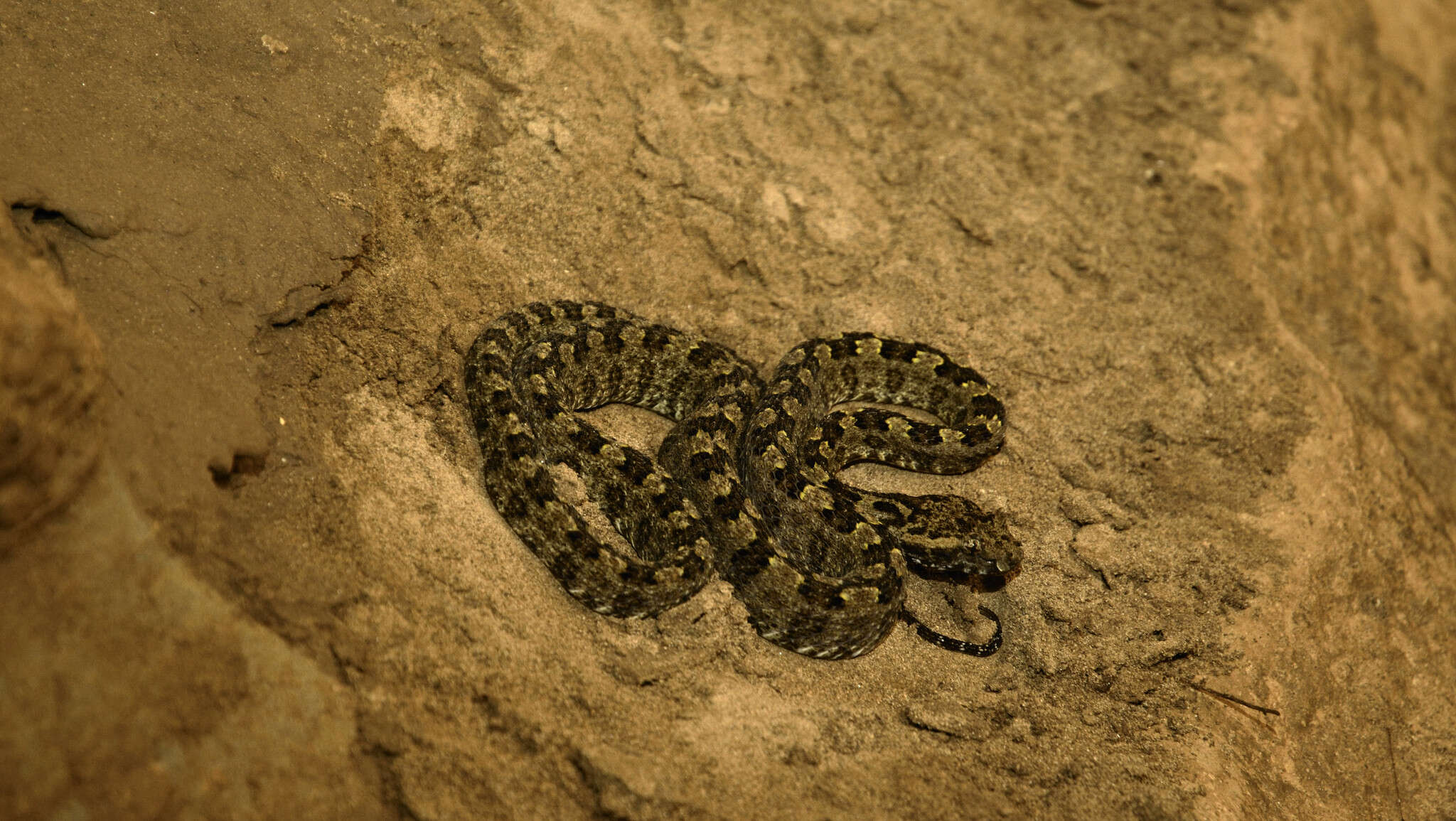 Protobothrops sieversorum (Ziegler, Herrmann, David, Orlov & Pauwels 2000) resmi