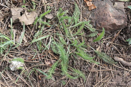 Image of western yarrow