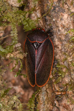 Image of Iphirhina limbata (Stål 1864)