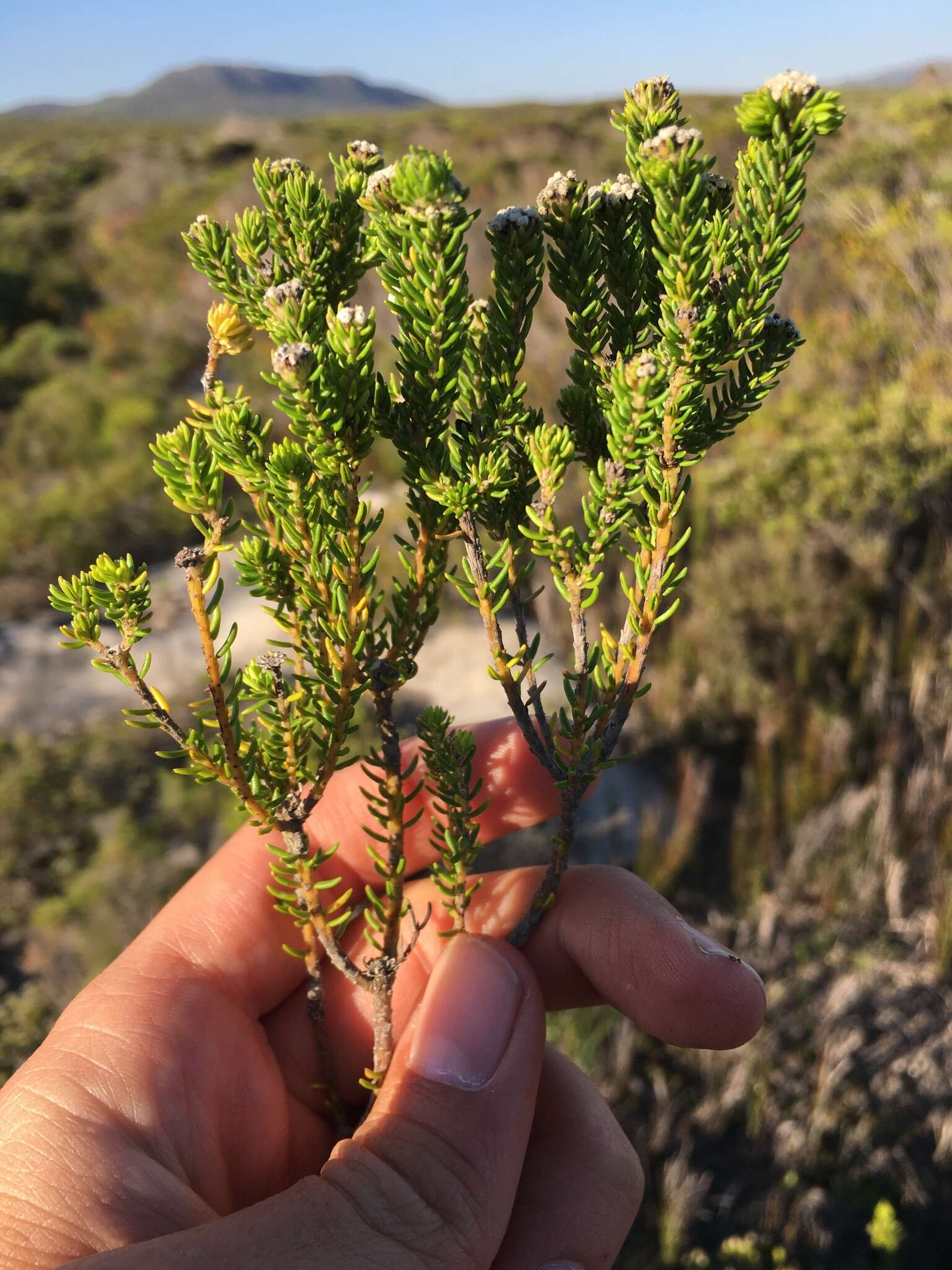 Image of Lime Hardleaf