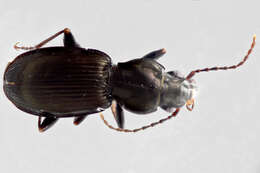 Image of Pterostichus (Feronina) palmi Schaeffer 1910