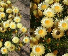 Image of Monkey-tail everlasting